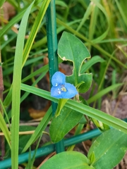 Commelina diffusa