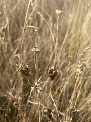 Camassia quamash