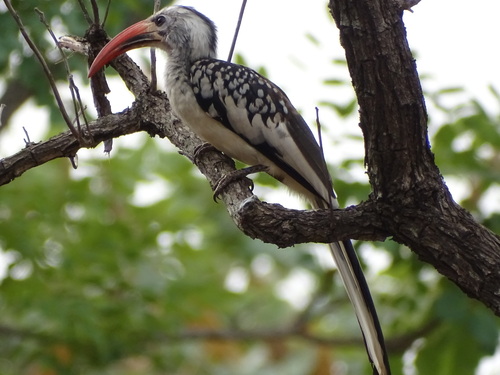 Northern Red-billed Hornbill