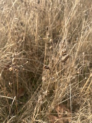Camassia quamash
