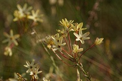 Ixia paniculata