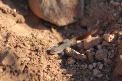 Saurodactylus harrisii