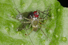 Thaumasia