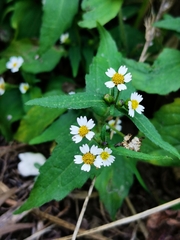 Galinsoga parviflora