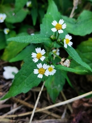 Galinsoga parviflora