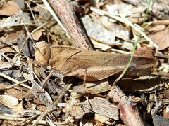 Tomonotus ferruginosus