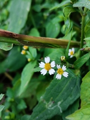 Galinsoga parviflora