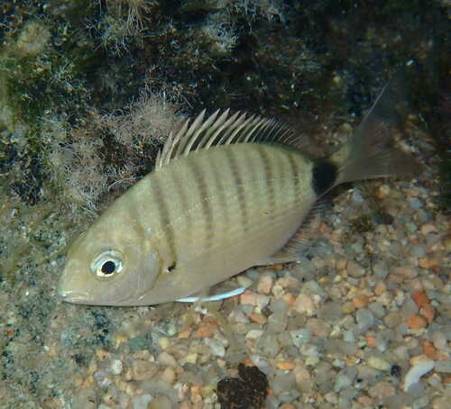 White Sea Bream, photo 6 of 7