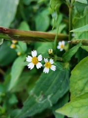 Galinsoga parviflora