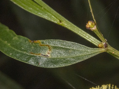 Acacia verniciflua