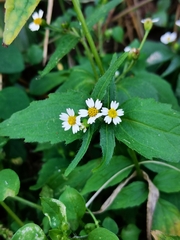 Galinsoga parviflora