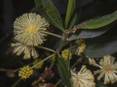 Acacia verniciflua