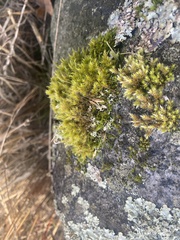 Racomitrium heterostichum