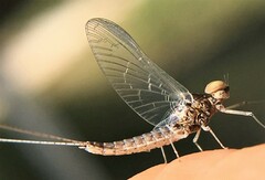 Callibaetis
