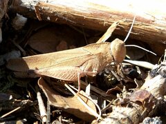 Tomonotus ferruginosus