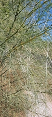Parkinsonia