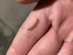 Blaniulus guttulatus