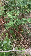 Erythrina herbacea