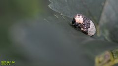 Sternuchopsis trifida