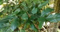 Platymiscium pinnatum