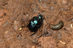 Coprophanaeus saphirinus