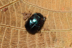 Coprophanaeus saphirinus