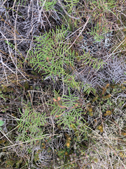 Gleichenia