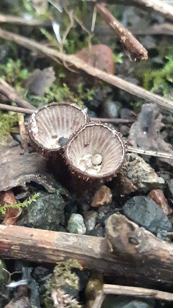 Cyathus striatus · November 2022 · photo: © nuku (iNaturalist, cc0)