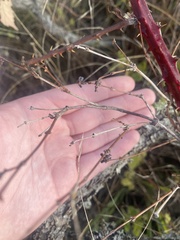 Symphoricarpos albus