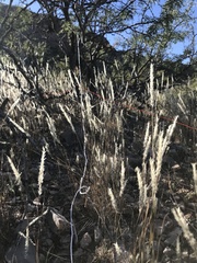 Enneapogon desvauxii