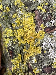 Xanthomendoza ulophyllodes