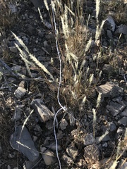 Enneapogon desvauxii