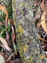 Xanthomendoza ulophyllodes