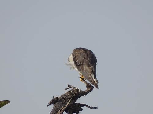 Black-winged Kite