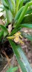 Maxillaria