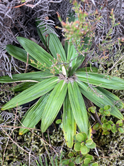 Celmisia spectabilis spectabilis