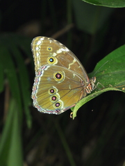 Morpho achilles