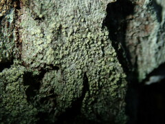 Buellia griseovirens