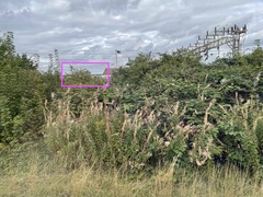 Buddleja davidii