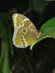 Morpho achilles