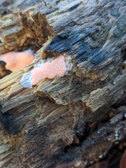 Dictydiaethalium plumbeum