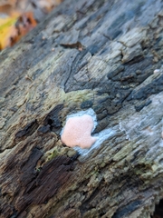 Dictydiaethalium plumbeum