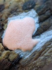 Dictydiaethalium plumbeum