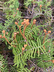Gleichenia alpina