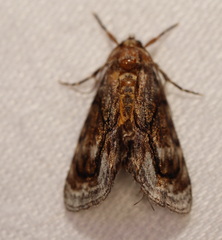 Zalissa catocalina