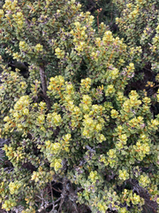 Olearia nummulariifolia