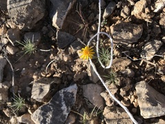 Thymophylla pentachaeta