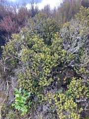 Olearia nummulariifolia