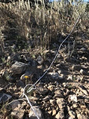 Thymophylla pentachaeta