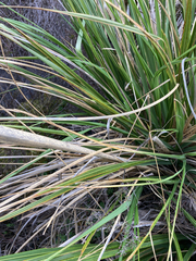 Carex virgata
